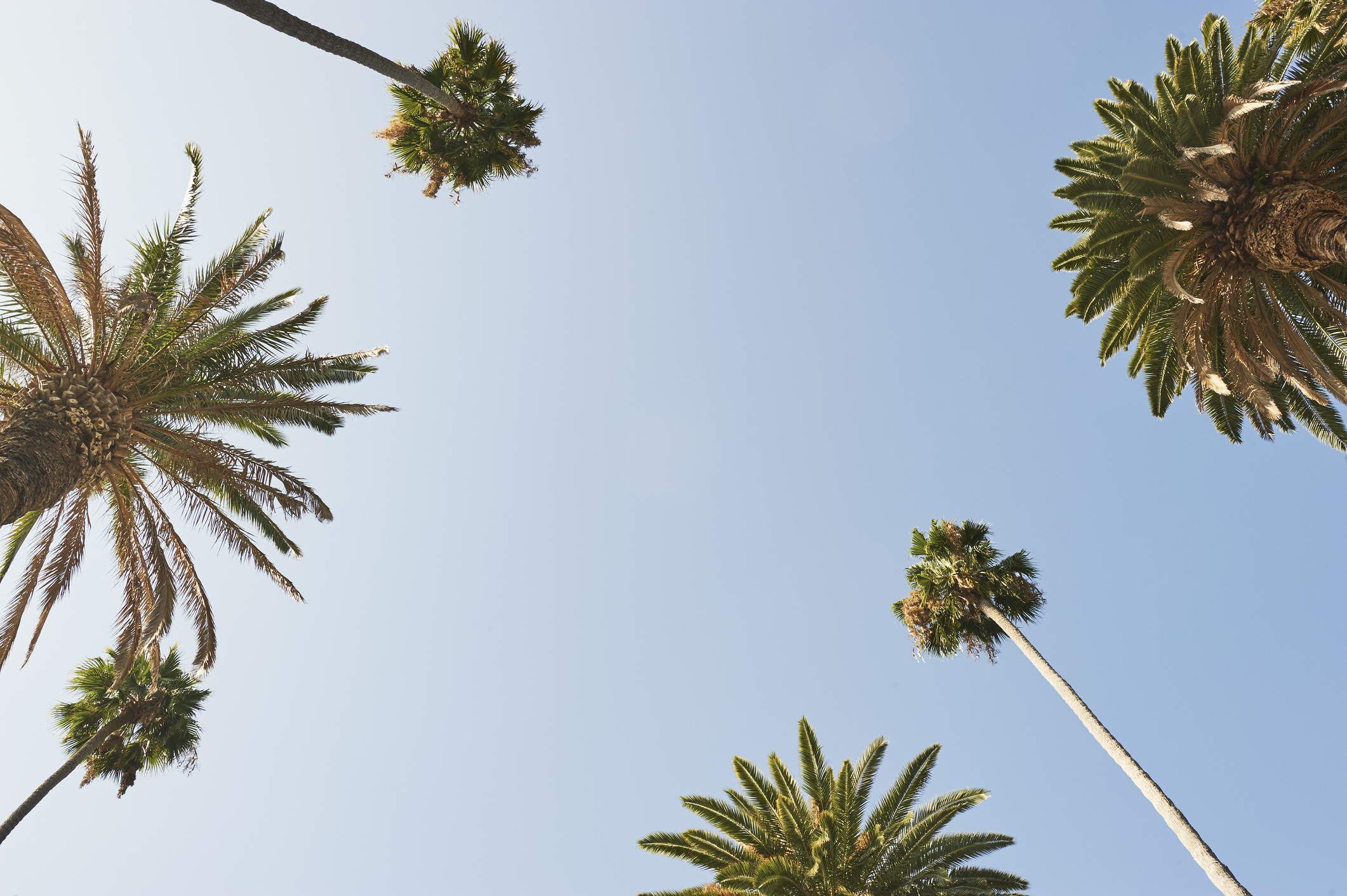 Palm trees | © TheCrimsonRibbon / iStock / Getty Images Plus